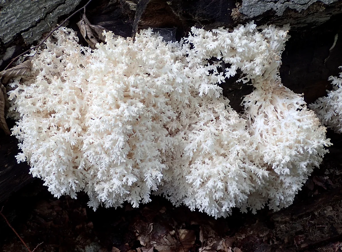 Ежовик коралловидный (Hericium coralloides) на стволе бука: белое плодовое тело из множества ветвящихся веточек, покрытых тонкими свисающими шипами