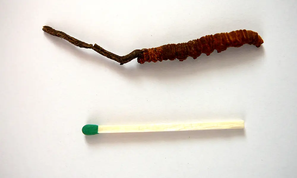 Высушенный кордицепс китайский (Ophiocordyceps sinensis) из Непала на белом фоне: рыжевато-коричневая морщинистая гусеница с кольцами сегментов, из её головы выходит тонкий тёмный изогнутый стебелёк гриба; ниже для масштаба лежит деревянная спичка с зелёной головкой