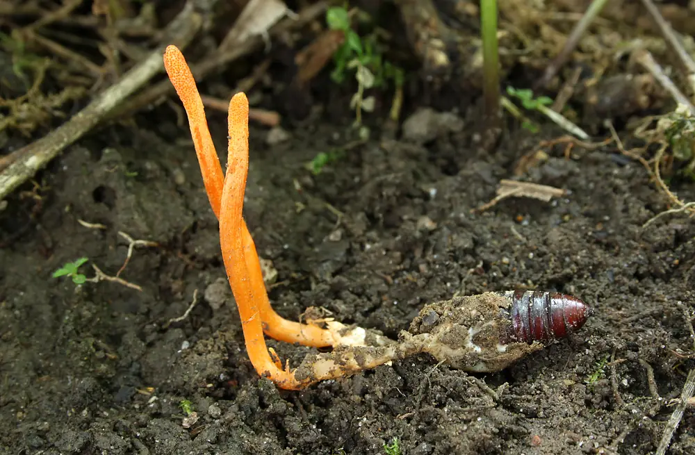 Кордицепс военный (Cordyceps militaris), выкопанный вместе с хозяином: две тонкие изогнутые оранжевые булавы растут из куколки бабочки, лежащей на тёмной земле; красно-коричневый сегментированный конец куколки блестит, остальная её часть покрыта белой грибницей и комочками почвы