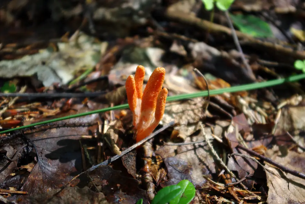 Кордицепс военный (Cordyceps militaris) в национальном парке Соомаа в Эстонии: из бурой лесной подстилки поднимается оранжевая строма с четырьмя пальцевидными верхушками, их поверхность мелкобугорчатая; наискосок кадр пересекает зелёная травинка, внизу молодой зелёный лист