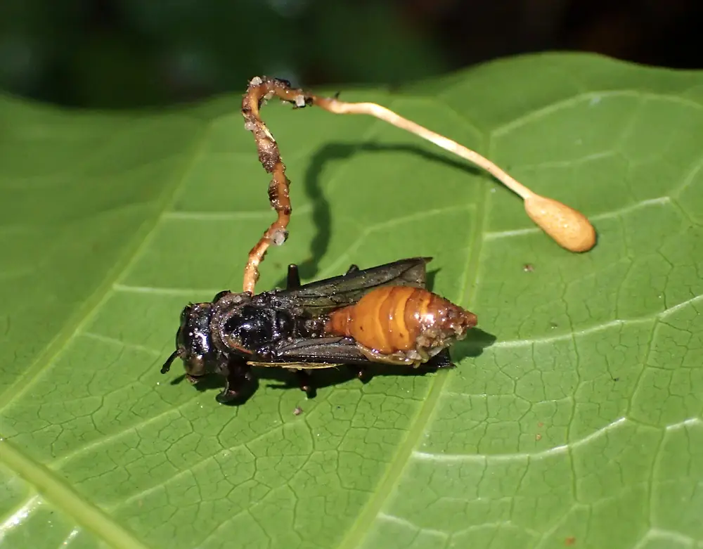 Оса, погибшая от гриба из группы Ophiocordyceps sphecocephala, в тропическом лесу штата Мату-Гросу в Бразилии: мёртвая оса с тёмными крыльями и янтарным брюшком лежит на зелёном листе, из её груди поднимается длинный извилистый стебелёк, внизу бурый, выше светлый, с продолговатой кремово-жёлтой головкой на конце