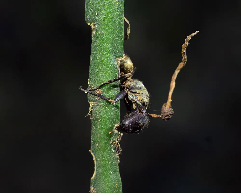 Муравей, погибший от гриба из комплекса Ophiocordyceps unilateralis, штат Сан-Паулу в Бразилии: чёрный муравей намертво прикреплён к плоскому зелёному стеблю, лапы расставлены; из шеи тянется тонкий светло-коричневый стебелёк гриба, у его основания сбоку — округлая бурая подушечка со спорами; на сочленениях лап видны светлые нити грибницы