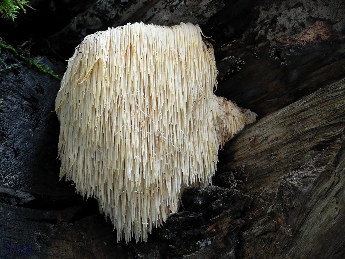 Ежовик гребенчатый (Hericium erinaceus) на стволе бука: плотное кремово-белое плодовое тело без ветвей, сплошь покрытое длинными свисающими шипами, похожими на бахрому