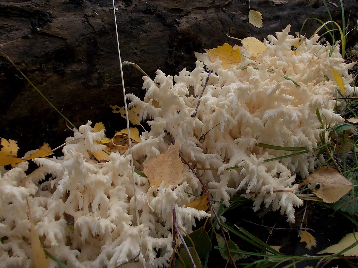 Ежовик коралловидный (Hericium coralloides) в Московской области: крупное скопление белых ветвистых плодовых тел с короткими шипами на валежине, среди опавших жёлтых берёзовых листьев