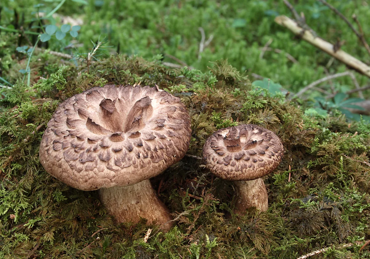 Ежовик пёстрый, или саркодон черепитчатый (Sarcodon imbricatus), во мху: большой и маленький грибы, коричневые шляпки с вдавленным центром и крупными тёмными чешуйками, толстые светло-коричневые ножки