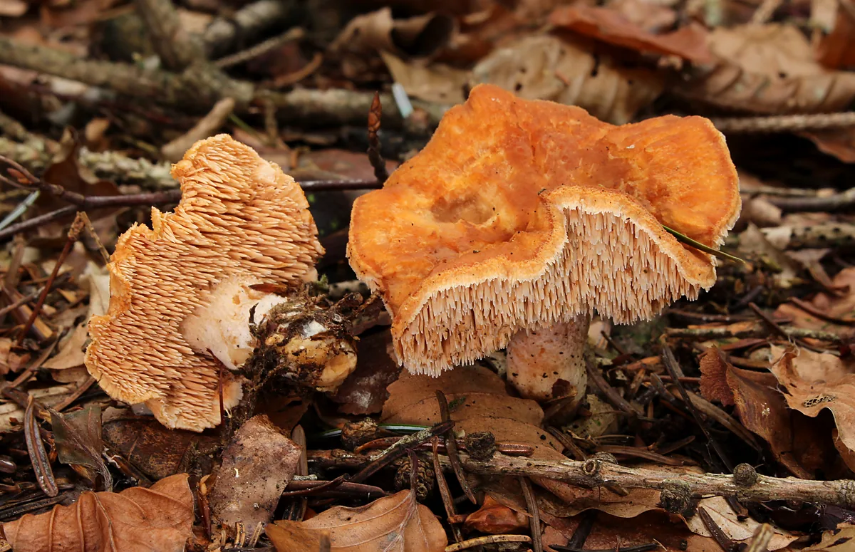 Ежовик рыжеющий (Hydnum rufescens) в лесной подстилке: две рыже-оранжевые шляпки неправильной формы, у перевёрнутого гриба видны густые оранжевые шипики