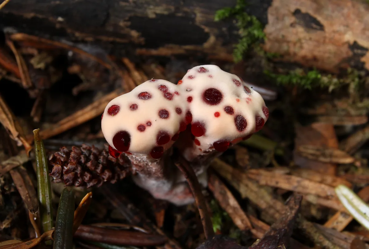 Гиднеллум Пека (Hydnellum peckii), несъедобный гриб с шипиками: две молодые беловатые шляпки с каплями тёмно-красной жидкости среди хвои и еловой шишки