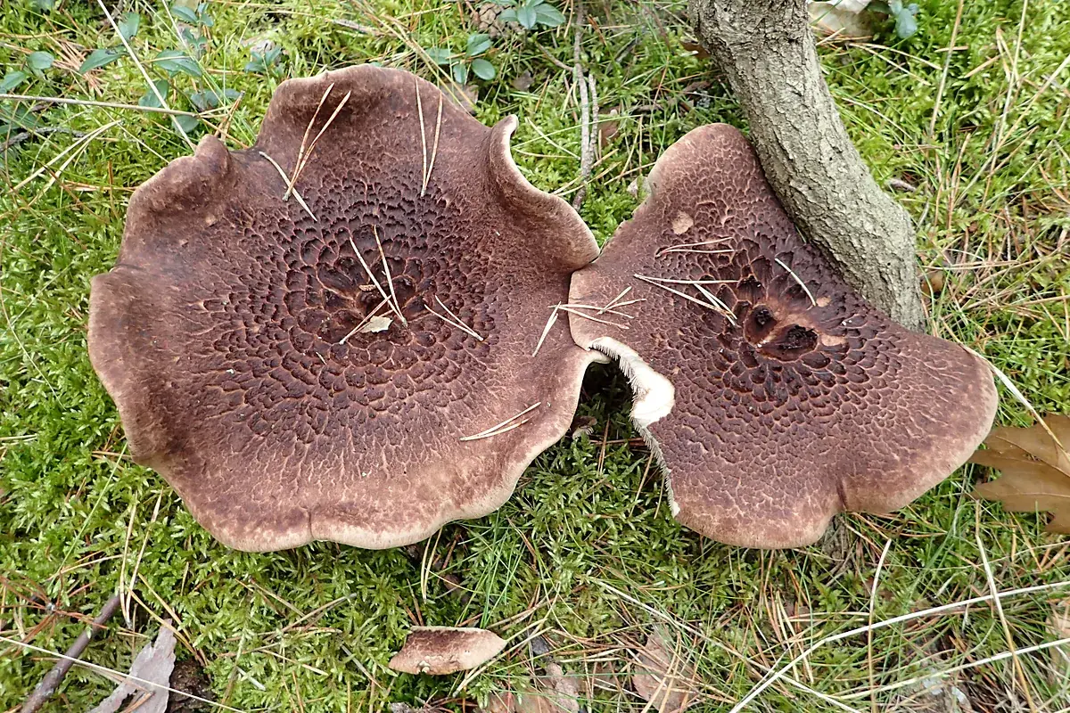 Саркодон чешуйчатый (Sarcodon squamosus) в сосновом бору: две тёмно-коричневые шляпки с прижатыми чешуйками и волнистым краем на зелёном мху, на шляпках сосновая хвоя