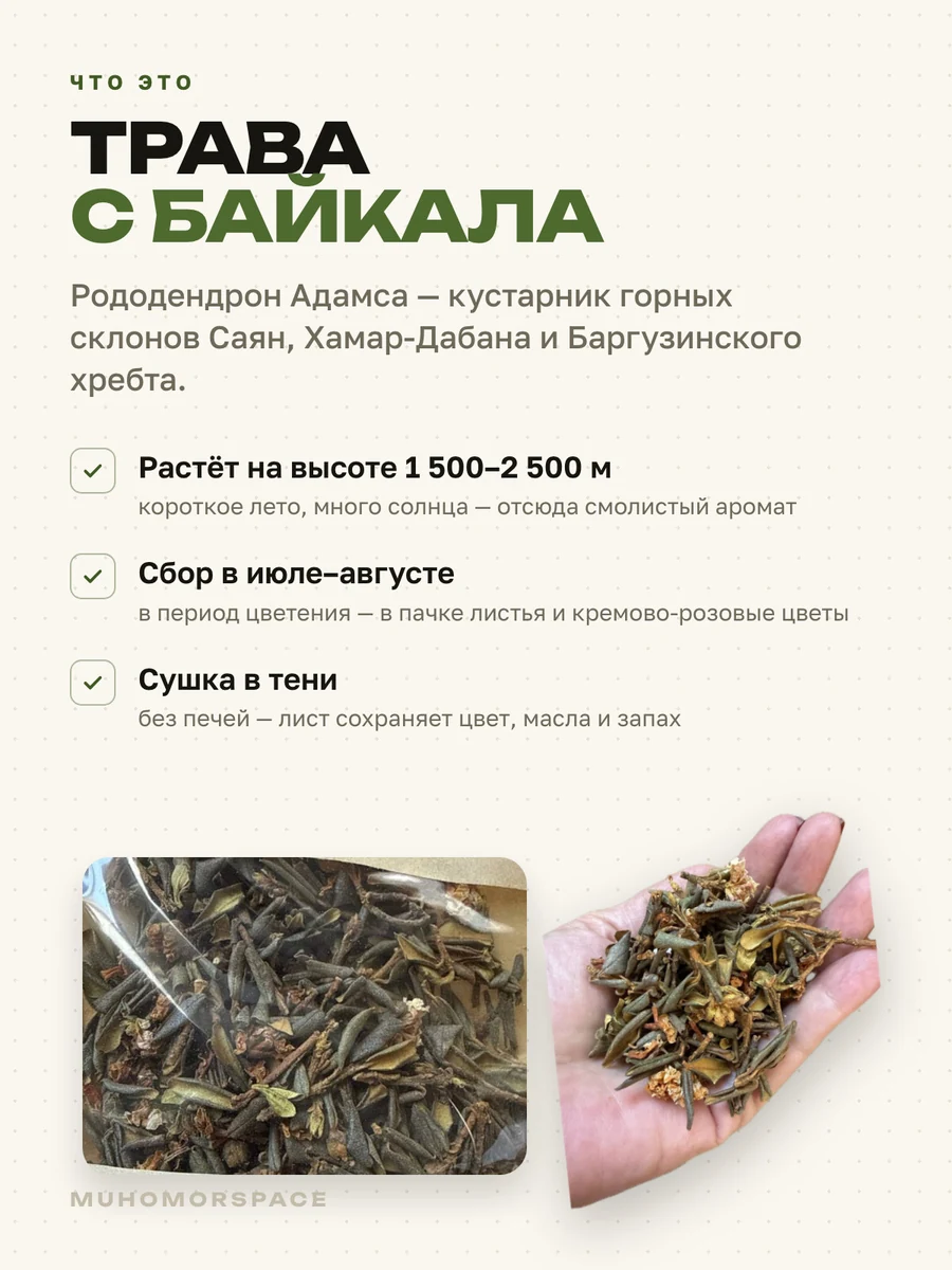 Саган-дайля: трава с Байкала — высота, сбор, сушка