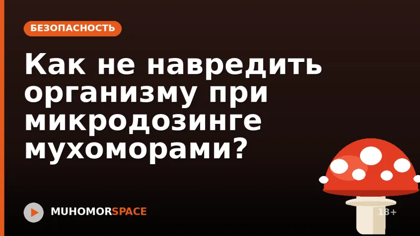 Как не навредить организму при микродозинге мухоморами?