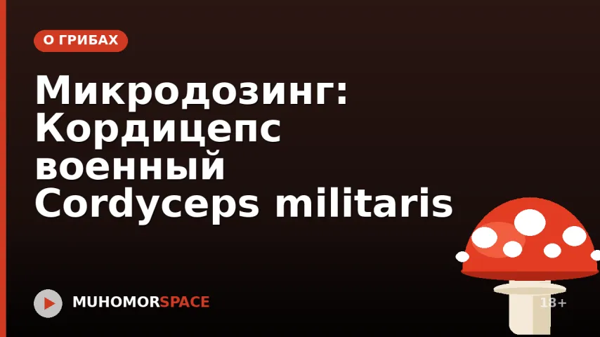 Микродозинг: Кордицепс военный Cordyceps militaris