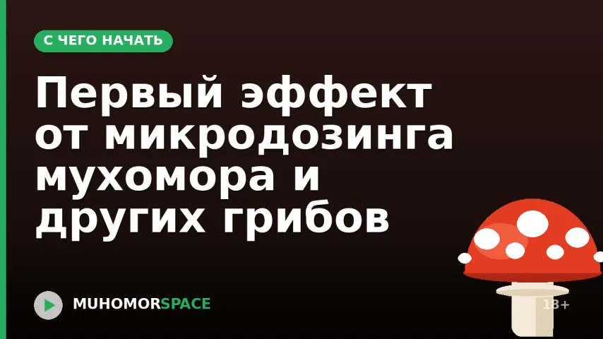 Первый эффект от микродозинга мухомора и других грибов