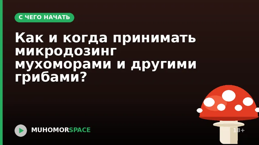 Как и когда принимать микродозинг мухоморами и другими грибами?