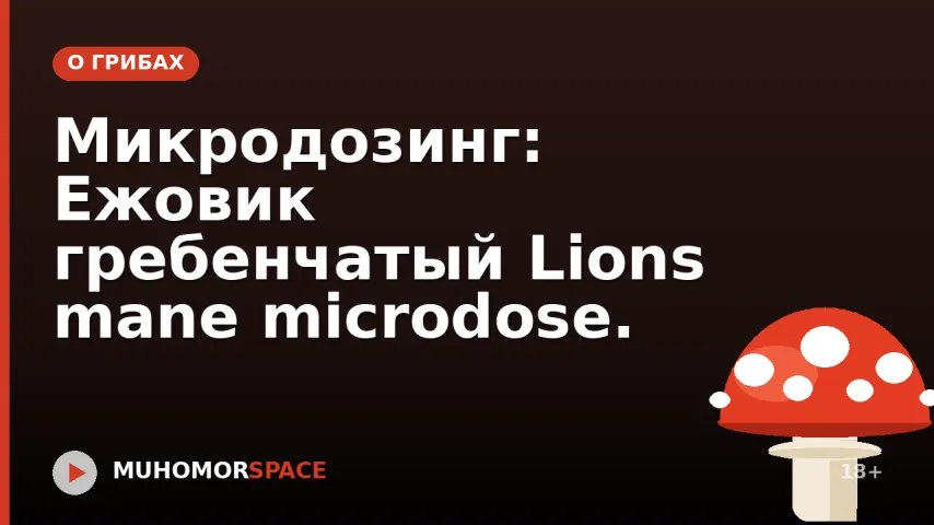 Микродозинг: Ежовик гребенчатый Lions mane microdose.