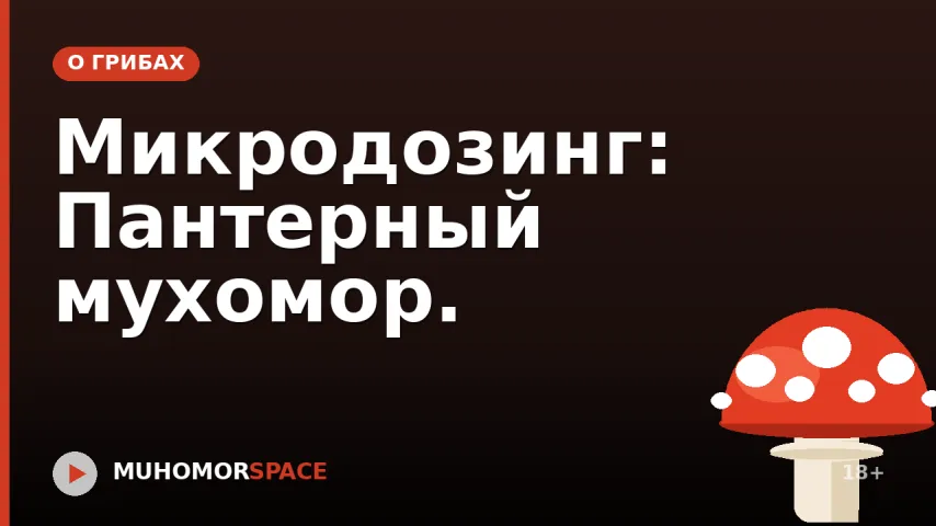 Микродозинг: Пантерный мухомор.