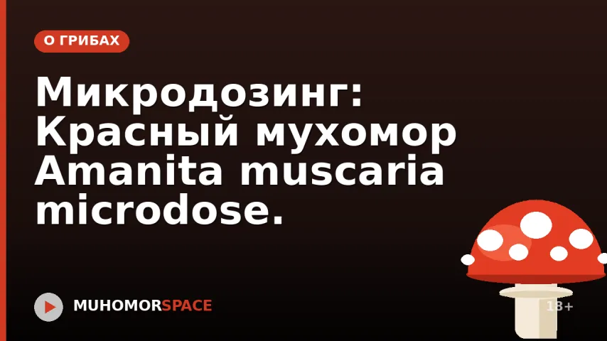 Микродозинг: Красный мухомор Amanita muscaria microdose.